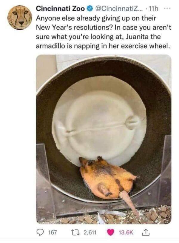 Memes For Animal Lovers (25 pics)