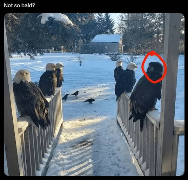 Memes For Animal Lovers (25 pics)