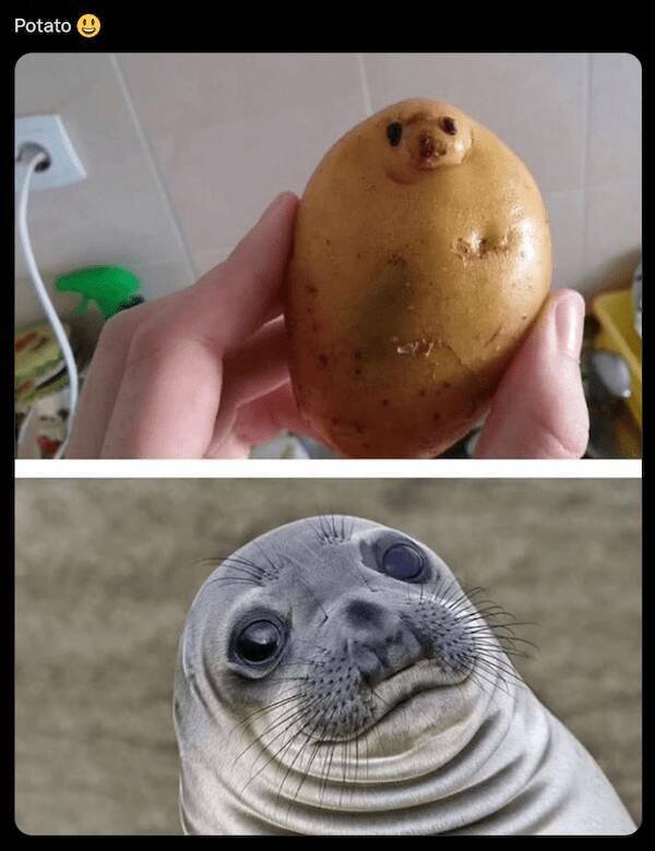 Memes For Animal Lovers (25 pics)