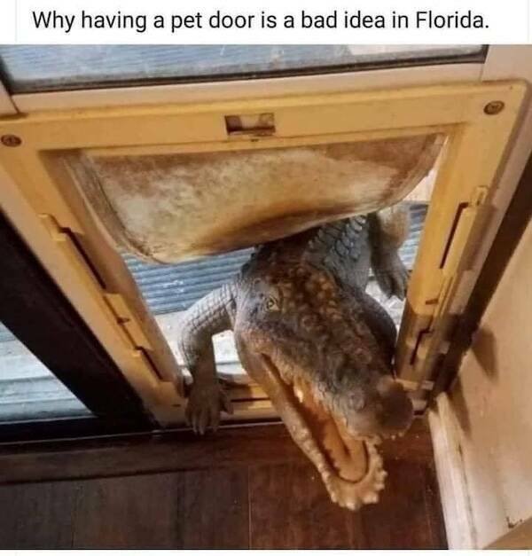 Memes For Animal Lovers (25 pics)