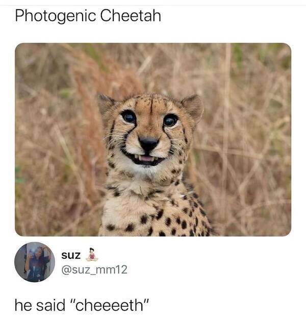 Memes For Animal Lovers (25 pics)