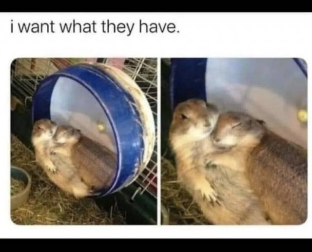 Memes For Animal Lovers (25 pics)