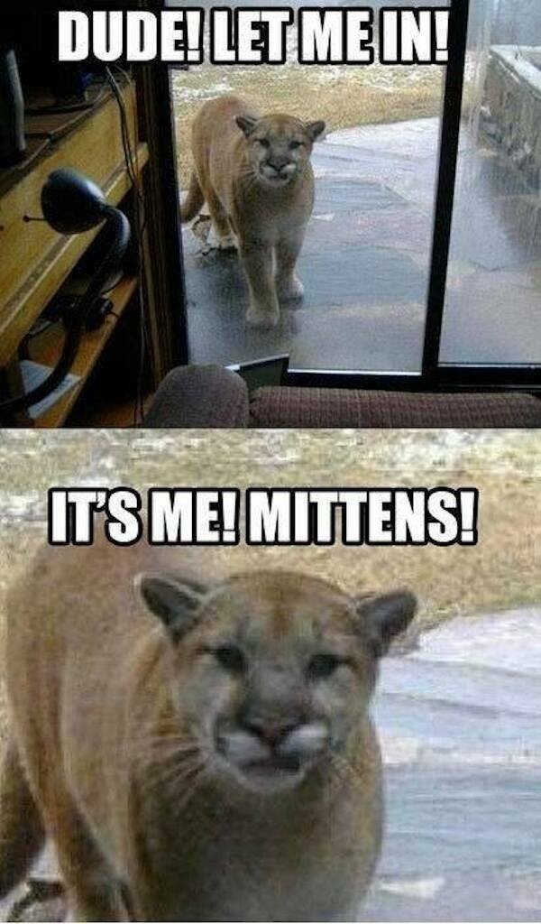Memes For Animal Lovers (25 pics)