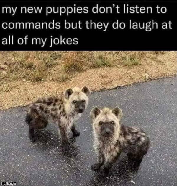 Memes For Animal Lovers (25 pics)