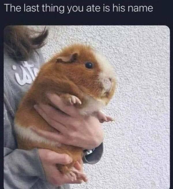 Memes For Animal Lovers (25 pics)