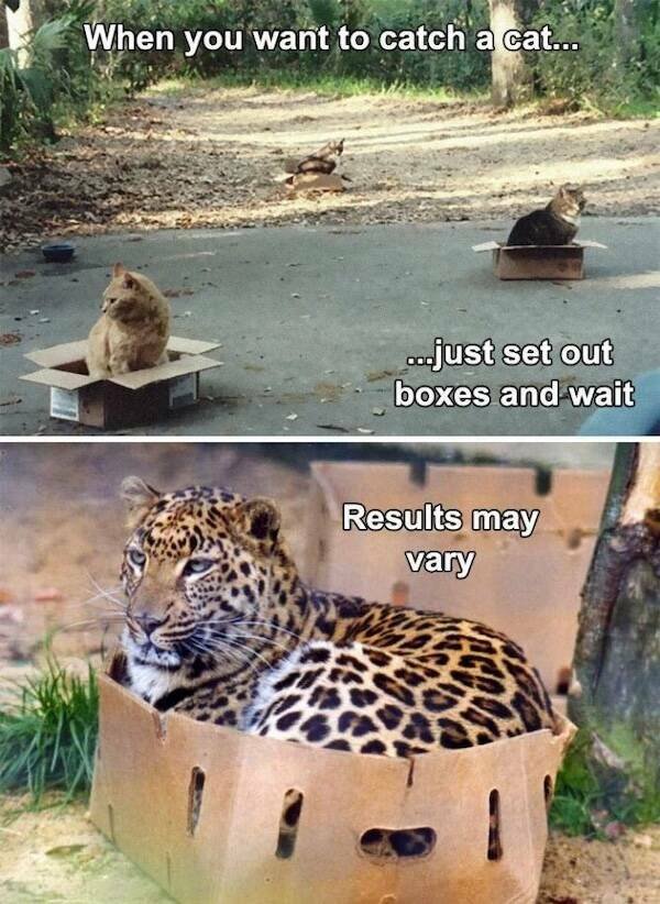 Memes For Animal Lovers (25 pics)