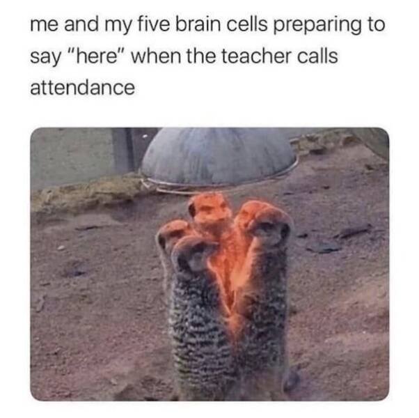 Memes For Animal Lovers (25 pics)