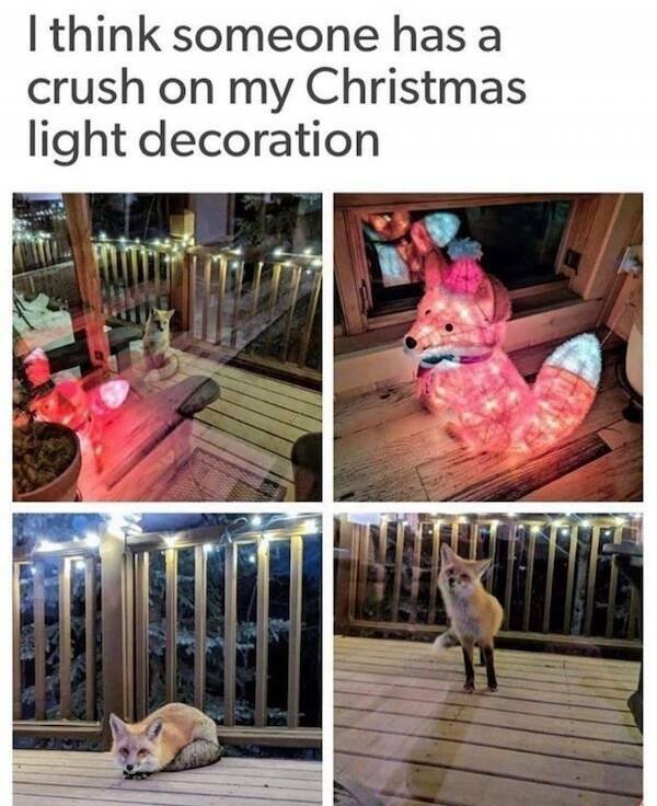 Memes For Animal Lovers (25 pics)