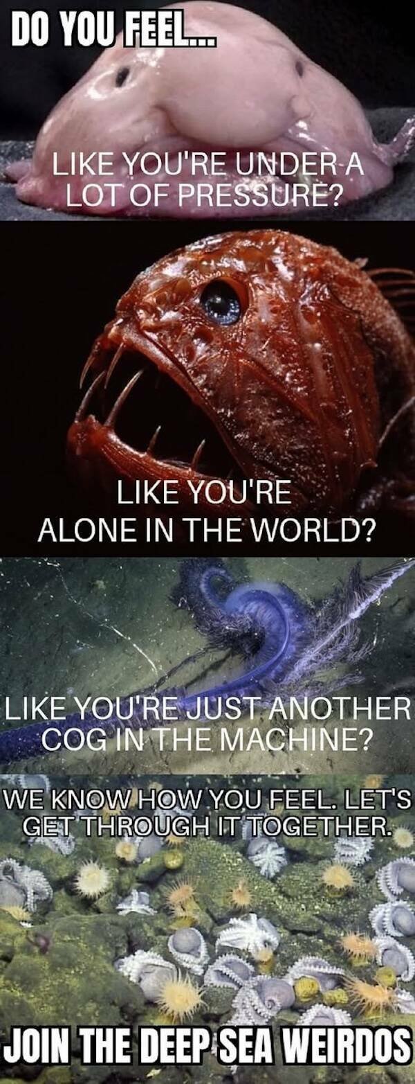 Memes For Animal Lovers (25 pics)