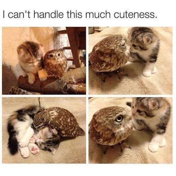 Memes For Animal Lovers (25 pics)