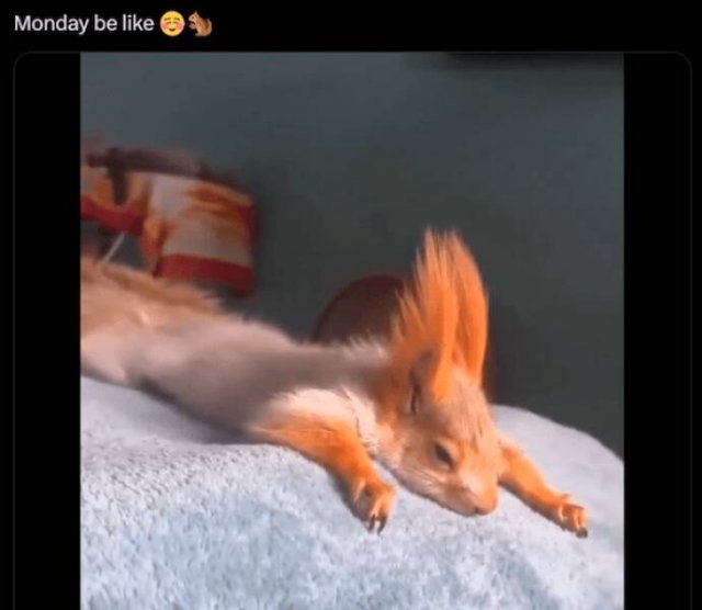 Memes For Animal Lovers (25 pics)
