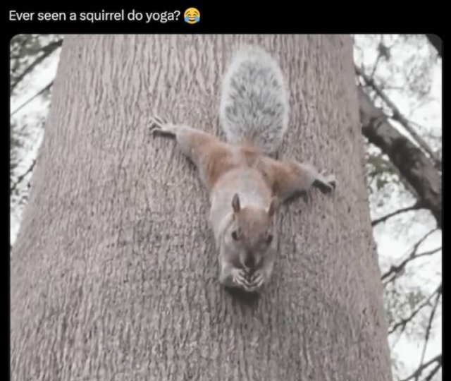 Memes For Animal Lovers (25 pics)