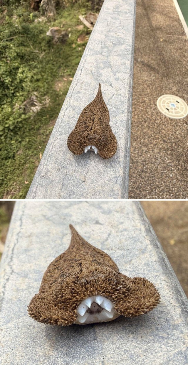 Nature Can Be Scary (25 pics)