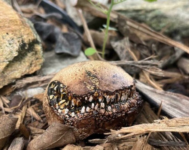 Nature Can Be Scary (25 pics)