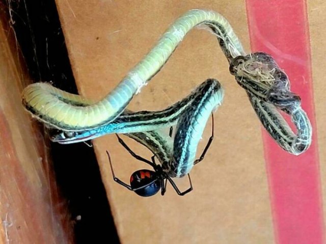Nature Can Be Scary (25 pics)