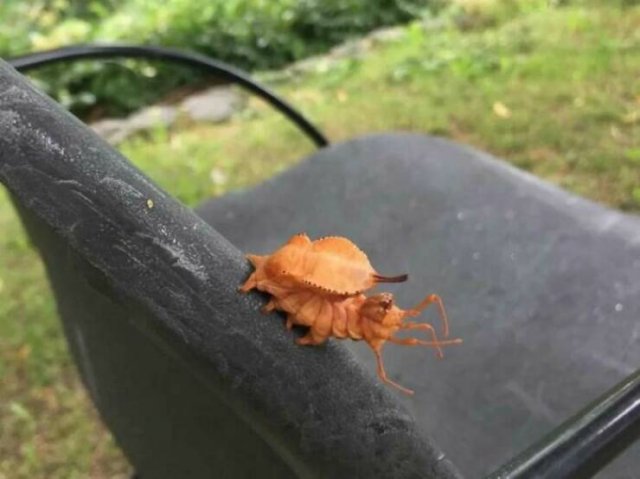 Nature Can Be Scary (25 pics)