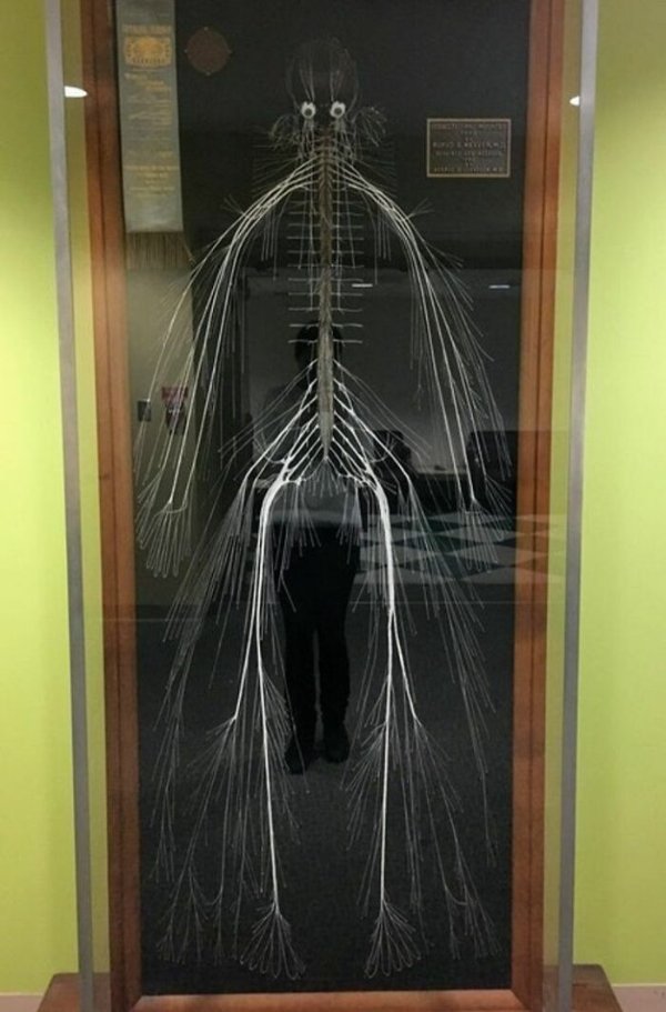 Fascinating Medical Photos (25 pics)