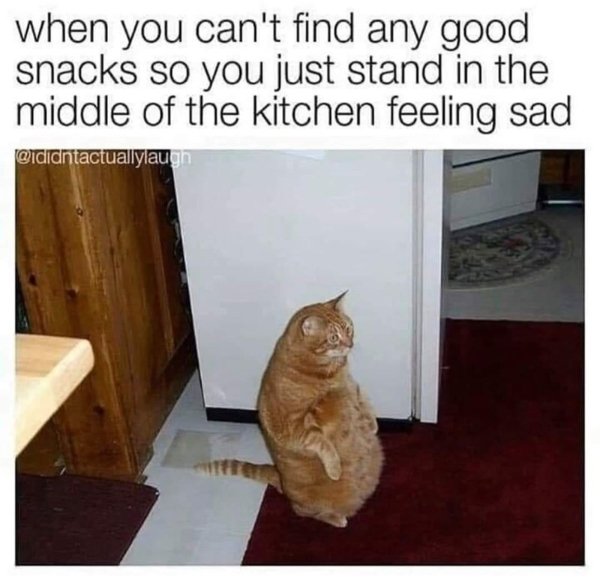 Jokes And Photos For Cat Lovers (31 pics)