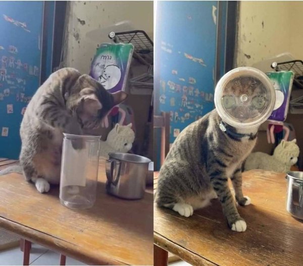 Jokes And Photos For Cat Lovers (31 pics)