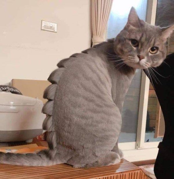 Jokes And Photos For Cat Lovers (31 pics)