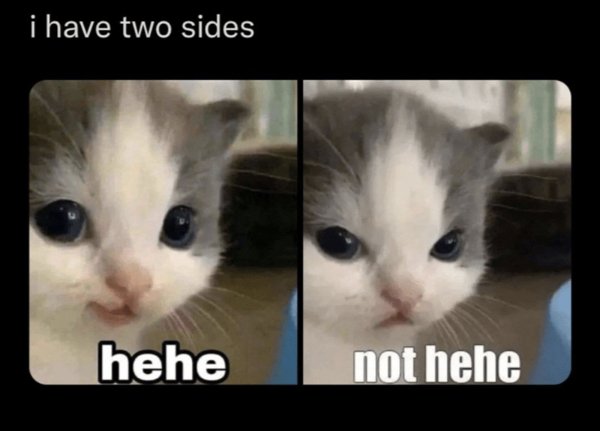 Jokes And Photos For Cat Lovers (31 pics)