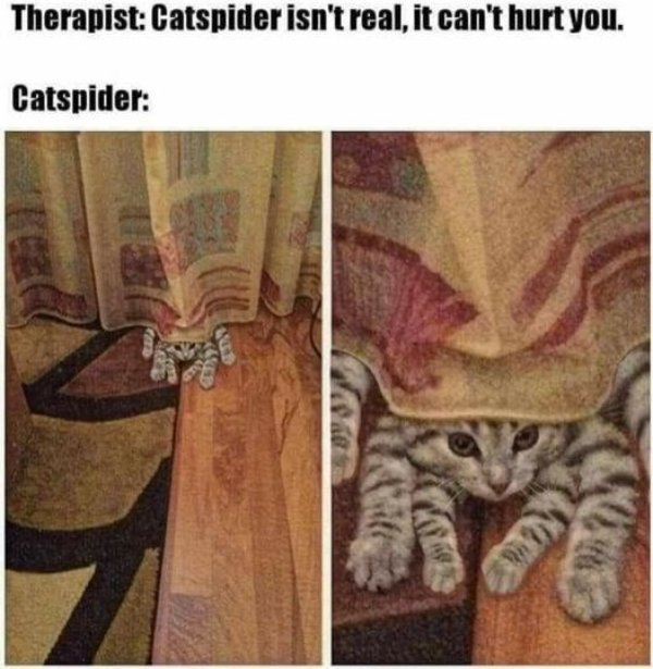 Jokes And Photos For Cat Lovers (31 pics)