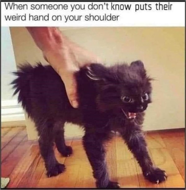 Jokes And Photos For Cat Lovers (31 pics)