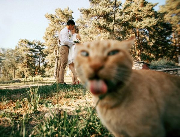 What Is Going On Here? (31 pics)