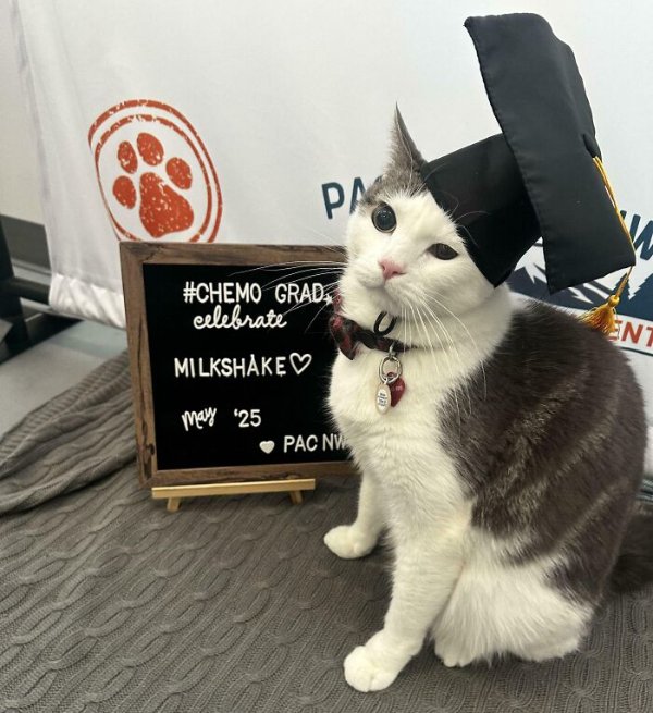 Jokes And Photos For Cat Lovers (31 pics)