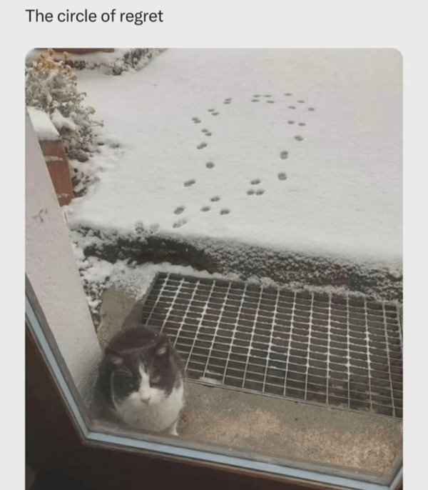 Jokes And Photos For Cat Lovers (31 pics)