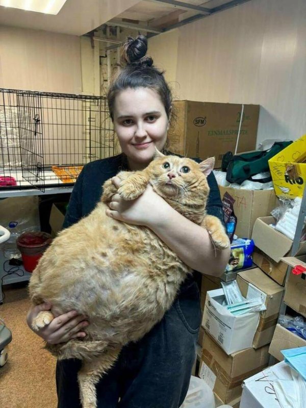 Jokes And Photos For Cat Lovers (31 pics)