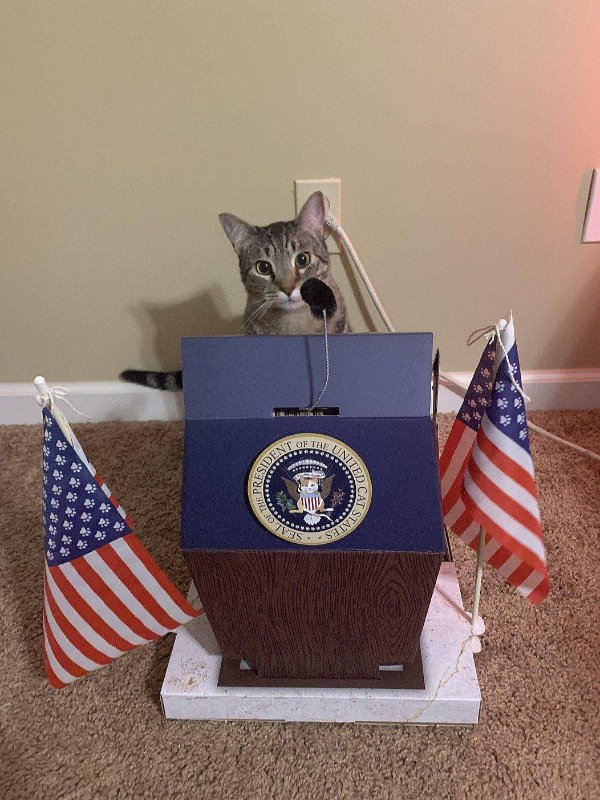 Jokes And Photos For Cat Lovers (31 pics)