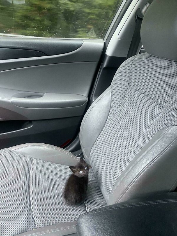 Jokes And Photos For Cat Lovers (31 pics)