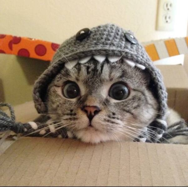 Jokes And Photos For Cat Lovers (31 pics)