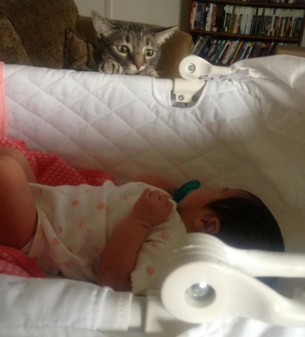 Jokes And Photos For Cat Lovers (31 pics)