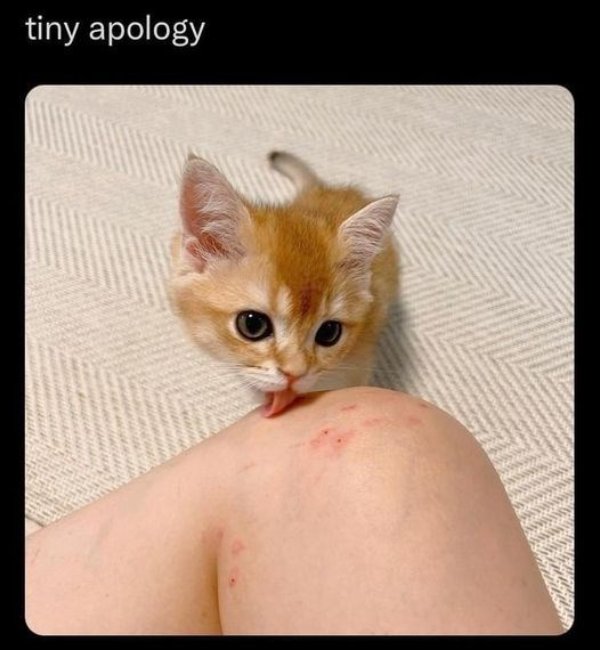 Jokes And Photos For Cat Lovers (31 pics)