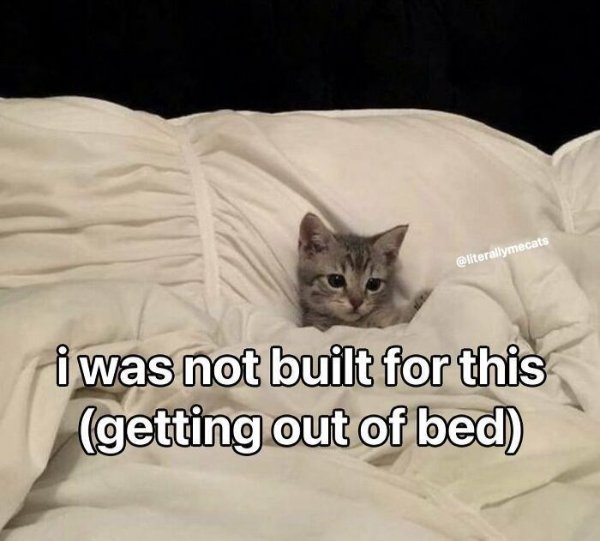Jokes And Photos For Cat Lovers (31 pics)