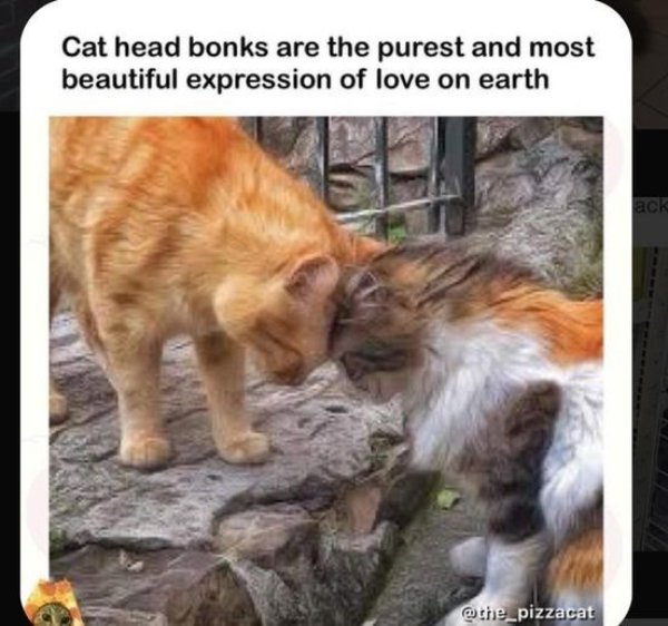 Jokes And Photos For Cat Lovers (31 pics)