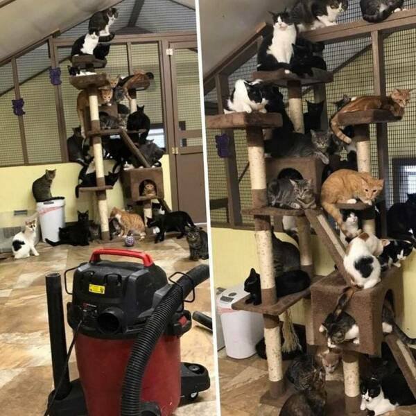 Jokes And Photos For Cat Lovers (31 pics)