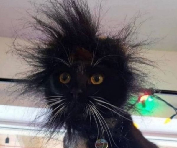 Jokes And Photos For Cat Lovers (31 pics)