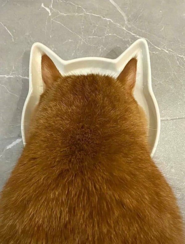 Jokes And Photos For Cat Lovers (31 pics)