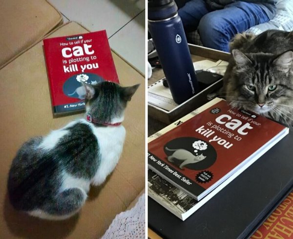 Jokes And Photos For Cat Lovers (31 pics)