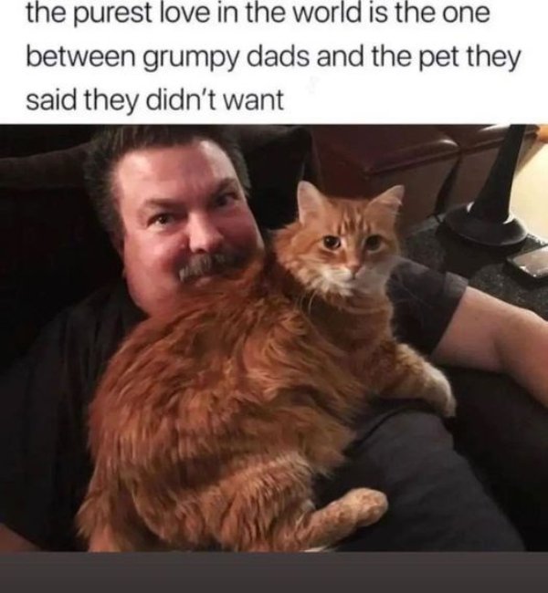 Jokes And Photos For Cat Lovers (31 pics)
