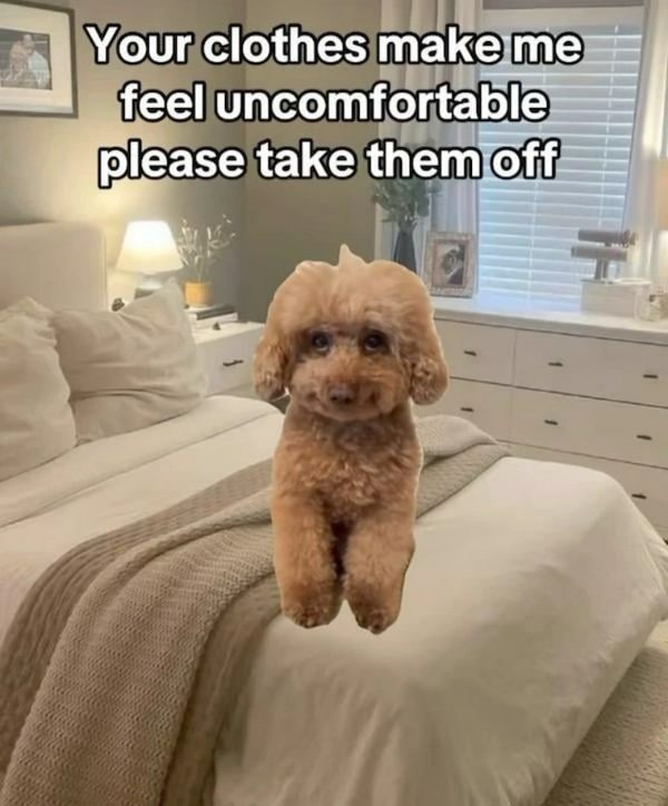Random Memes (25 pics)