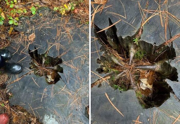 Creepy Photos (29 pics)