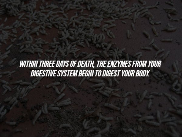 Creepy Facts (15 pics)