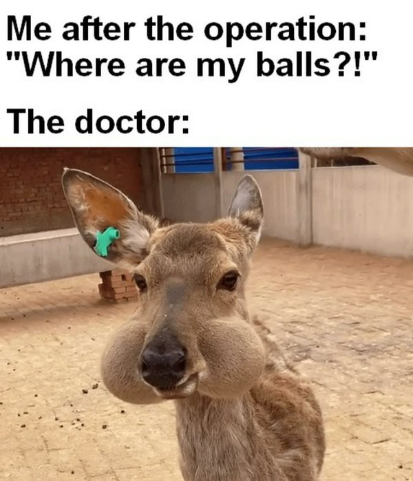 Random Memes (28 pics)