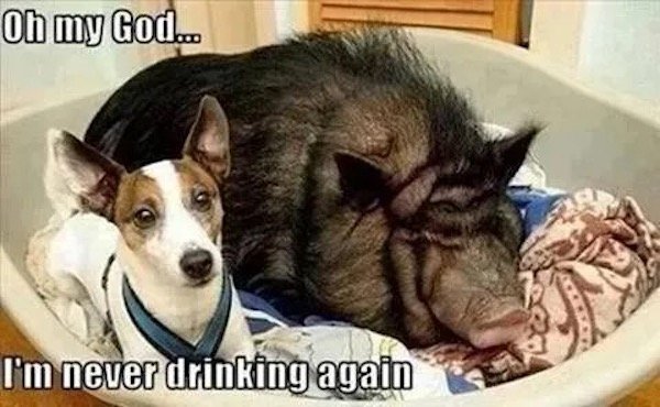 Funny Memes (37 pics)
