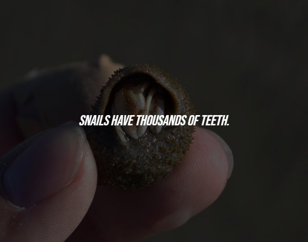 Creepy Facts (15 pics)