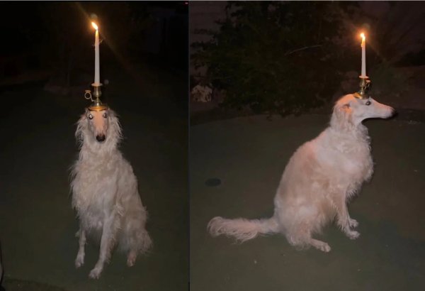What Is Going On Here? (30 pics)
